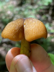 Tricholomopsis decora