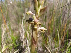 Satyrium bicorne