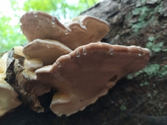Fomitopsis pinicola
