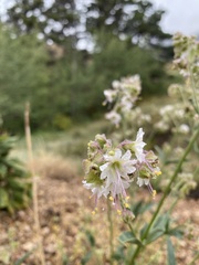 Mirabilis linearis