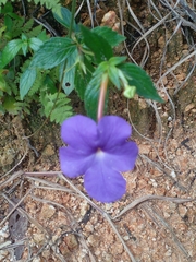 Achimenes longiflora