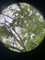 Vermivora chrysoptera