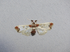Margaroniini