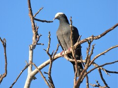 Patagioenas leucocephala