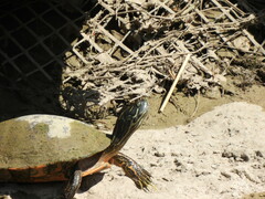 Pseudemys