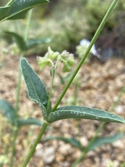 Mirabilis linearis