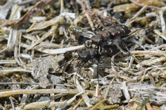 Cicindela oregona