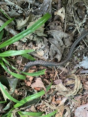 Thamnophis sirtalis pallidulus