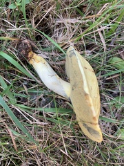 Retiboletus ornatipes