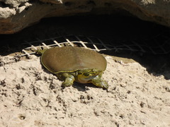 Apalone spinifera pallida