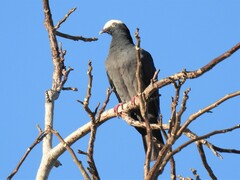 Patagioenas leucocephala
