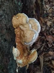 Fomitopsis pinicola