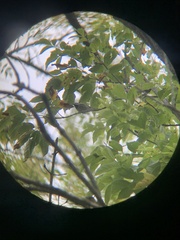 Vermivora chrysoptera