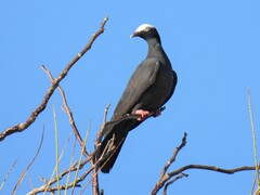 Patagioenas leucocephala