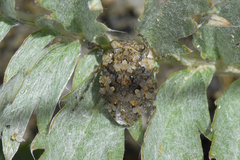 Gelastocoris oculatus