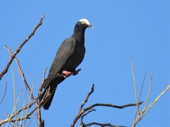 Patagioenas leucocephala