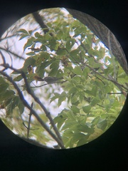 Vermivora chrysoptera