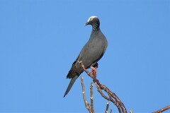 Patagioenas leucocephala