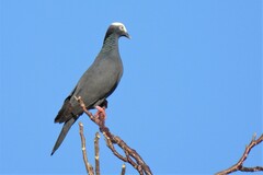 Patagioenas leucocephala