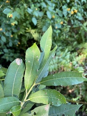 Aculus