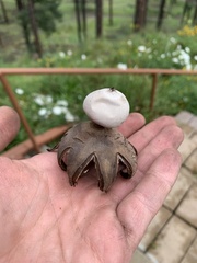 Geastrum fornicatum