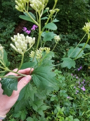 Arnoglossum atriplicifolium