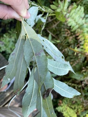 Aculus