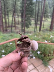 Geastrum fornicatum