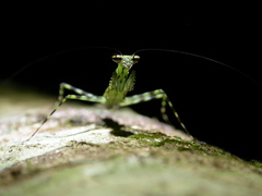 Liturgusa maya