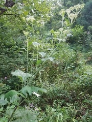 Arnoglossum atriplicifolium