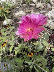 Coryphantha elephantidens