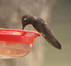 Eugenes fulgens