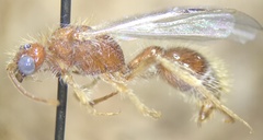 Odontophotopsis