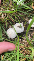 Lycoperdon