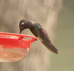 Eugenes fulgens
