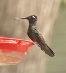 Eugenes fulgens