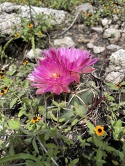 Coryphantha elephantidens