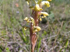 Satyrium bicorne