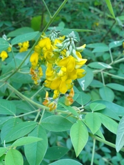 Faboideae