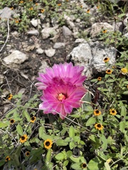 Coryphantha elephantidens