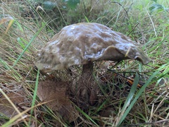 Leccinum scabrum
