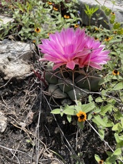 Coryphantha elephantidens