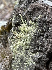 Cladonia macilenta