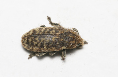 Rhinocyllus conicus