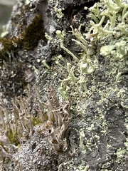 Cladonia macilenta