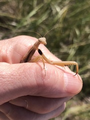Mantis