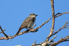 Tyrannus dominicensis dominicensis