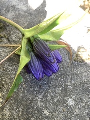 Gentiana clausa