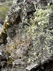 Cladonia macilenta
