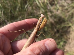 Mantis